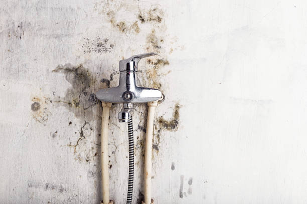 Best Office Mold Removal Services  in , WI