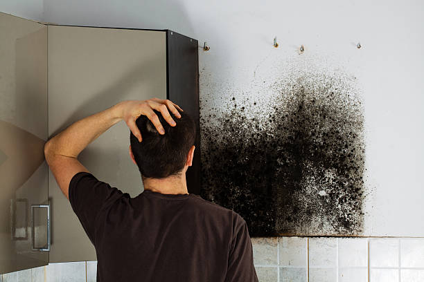 Best Attic Mold Removal  in , WI